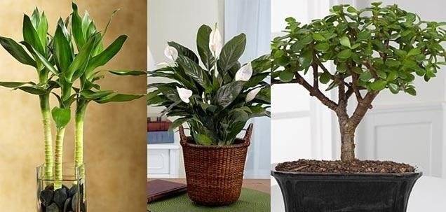 best feng shui plants for house