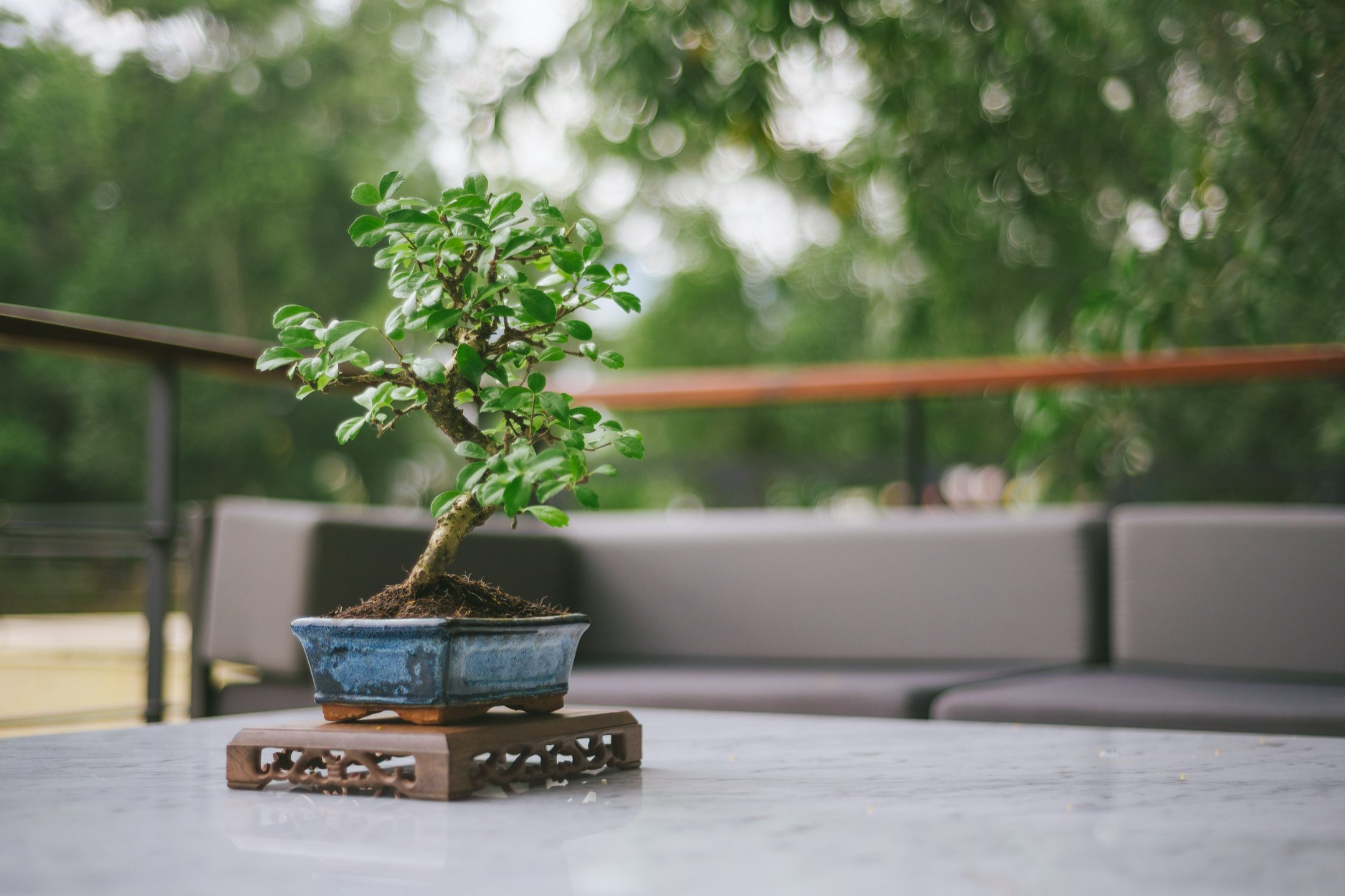 Are Bonsai Trees Good For Feng Shui
