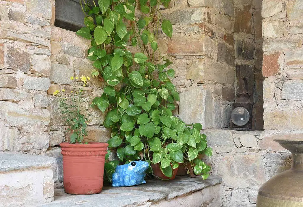 Good Luck Plants For Front Doors