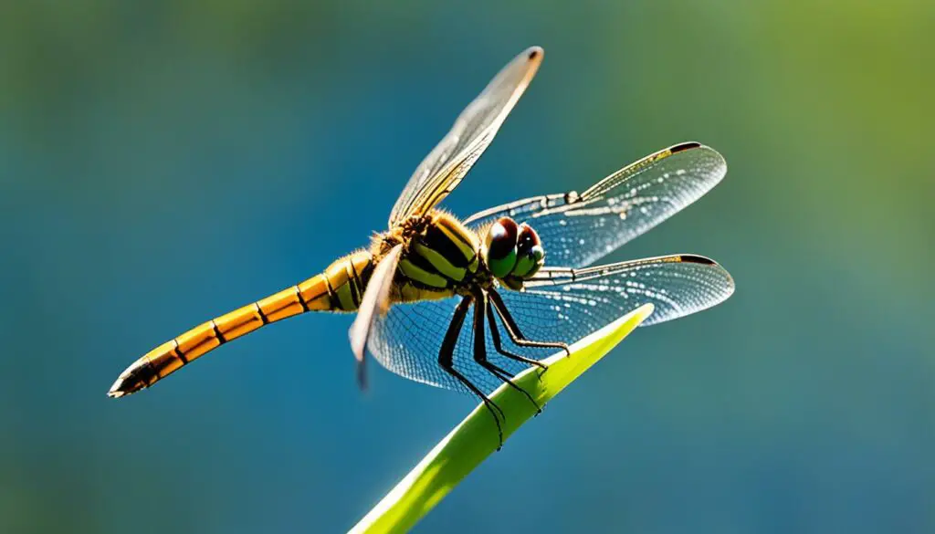 symbolic meaning of dragonfly landing on you